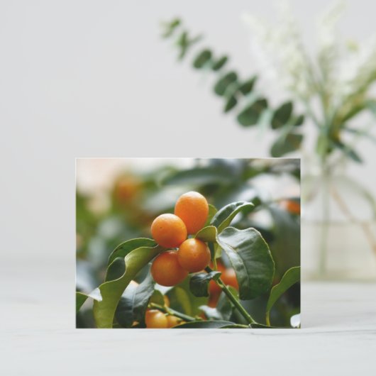 Kumquats op Kumquat Tree Branch Briefkaart (Staand voorkant)