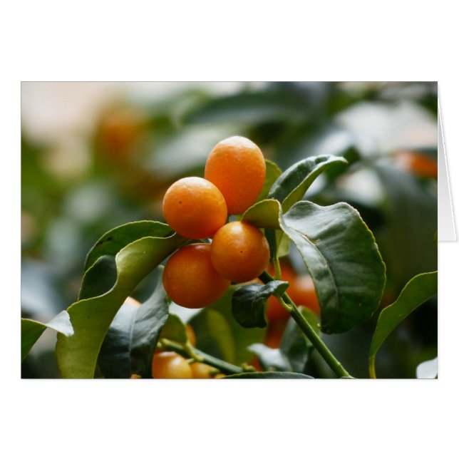 Kumquats sur Kumquat Tree Branch (Devant horizontal)