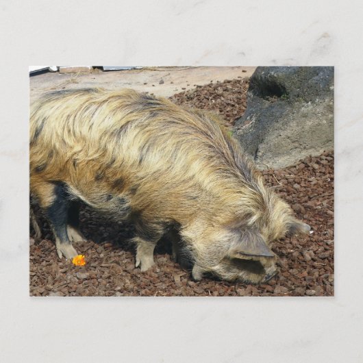 Kunekune Pig Briefkaart (Voorkant)
