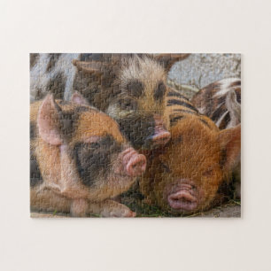 KuneKune Piglets Legpuzzel