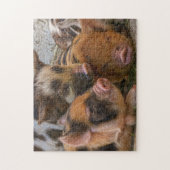 KuneKune Piglets Legpuzzel (Verticaal)