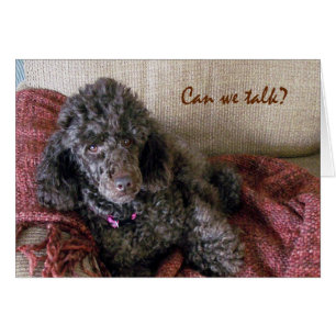 Kunnen we praten? Cute Brown Poodle en Blanket