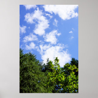 Kunst aan de wand Esdoornbomen Blauwe Lucht Witte  Poster
