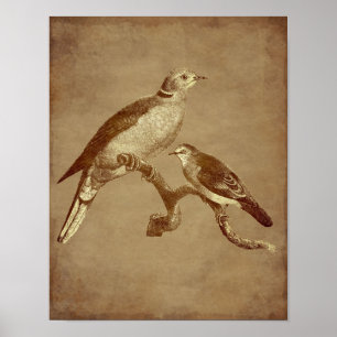  kunst Doves Bird Aged look Animal Art Poster