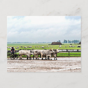 Kunst getekend door Hongaarse grijze katten Briefkaart