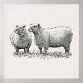 Kunst met twee schapen geïllustreerd poster (Voorkant)