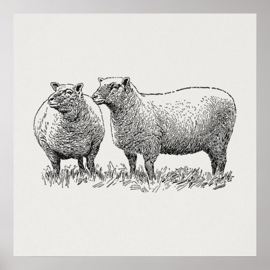 Kunst met twee schapen geïllustreerd poster (Voorkant)