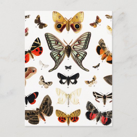 Kunst ter illustratie van Butterflies en Moths Briefkaart (Voorkant)