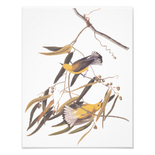  kunst van Audubon's gele prothonotary Warbler Foto Afdruk