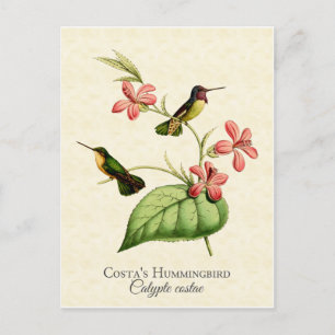 kunst van Costa's Hummingbird Briefkaart