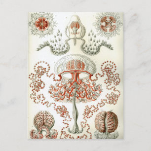 Kunst van de Natuur Ernst Haeckel Anthomedusae Briefkaart