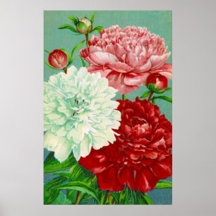 Kunst vintage bloem Pioen Print