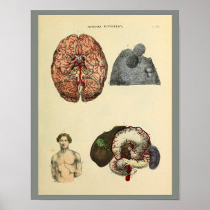 Kunst voor menselijke hersenintestines Anatomie Ku Poster
