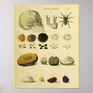 Kunst voor menselijke schedelspin Medische anatomi Poster