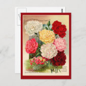 Kunst voor zaaizaad van anjers op kaarten (Voorkant / Achterkant)