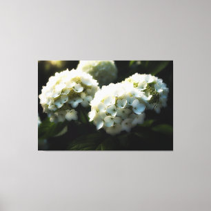 *~* Kunst Witte Hydrangea TV2 Uitgerekte Canvas Pr