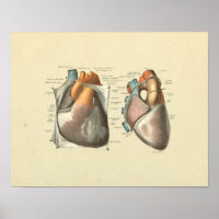 Kunstaarten - Anatomie Afdrukken
