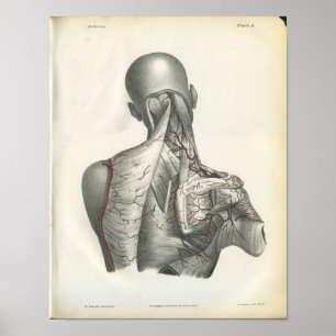 Kunstaarten van de achterste anatomie afdrukken poster