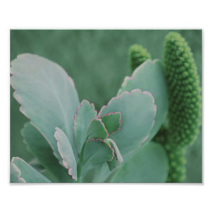 Kunstfoto van een prachtig woestijnPlant Foto Afdruk