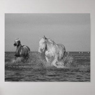 Kunstfoto's van paarden, poster
