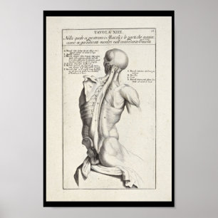 Kunstmatige anatomie Rugspieren Kunst Afdrukken Poster