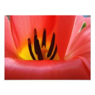 Kunstmatige fotografie print Rode Tulp-ventilator Foto Afdruk