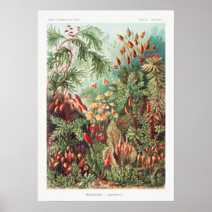 Kunstmatige  illustratie Natuur Ernst Haeckel Poster