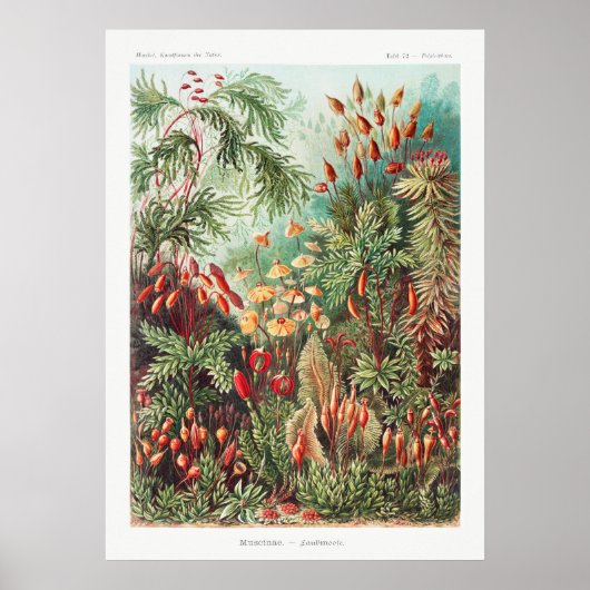 Kunstmatige  illustratie Natuur Ernst Haeckel Poster (Voorkant)