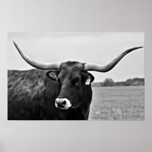 Kunstprint Longhorn Koe Foto Poster