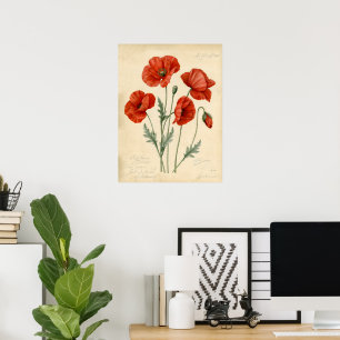 Kunstprint met vintage rode klaproos botanische il poster