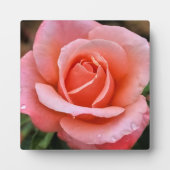 Kunstprint van Romantische Roos Botanische Kunst Fotoplaat (Voorkant)