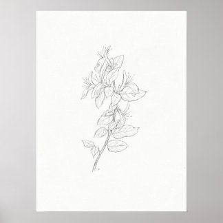 Kunstprinten van Honeysuckle Poster