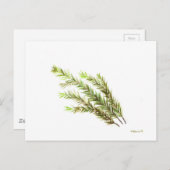 Kunstschilderij van rozemarijnkeuken waterverf briefkaart (Voorkant / Achterkant)