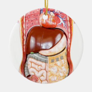 Kunststof menselijke romp met organen op wit keramisch ornament