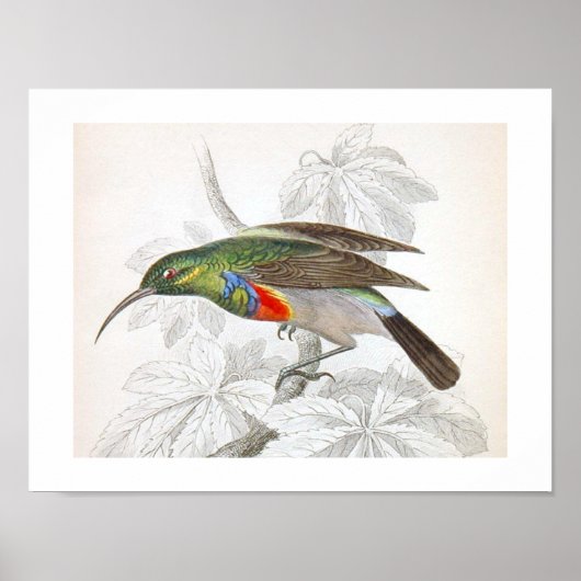  kunstvogelgriep poster (Voorkant)