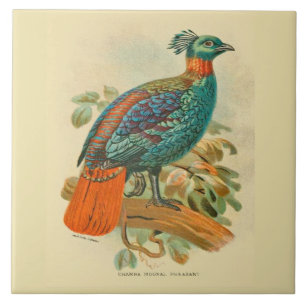  Kunstvogels Colorful Pheasant Illustratie Tegeltje