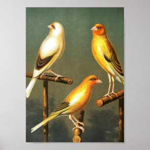 kunstvogels — vogelkanarische en-kooivogels — Gol Poster