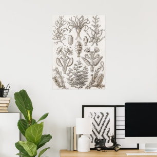 Kunstvormen in Natuur - Ernst Haeckel Poster