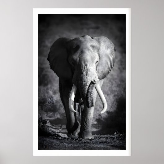 Kunstwerk olifant minimalistisch zwart & wit poster (Voorkant)