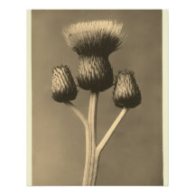 Kunstwerk van distel in vintage stijl