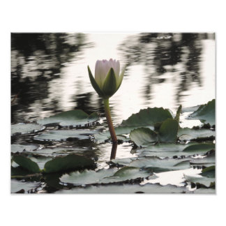 Kunstwerk voor op de muur - Waterlelie Foto Afdruk
