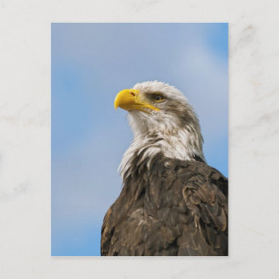 Kunstzinnig portret van een Amerikaanse zeearend i Briefkaart