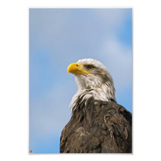 Kunstzinnig portret van een Amerikaanse zeearend i Foto Afdruk (Voorkant)