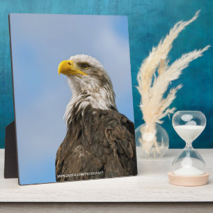 Kunstzinnig portret van een Amerikaanse zeearend i Fotoplaat