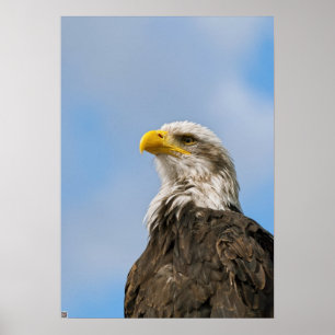 Kunstzinnig portret van een Amerikaanse zeearend i Poster