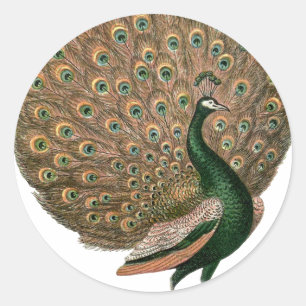 Kunstzinnige afbeelding van een pauw in groen en g ronde sticker
