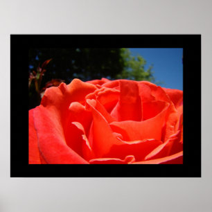 Kunstzinnige afdrukken Rode Roos Bloemrozen Tuin Poster