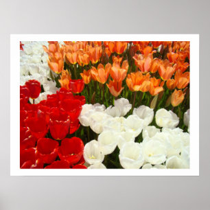 Kunstzinnige afdrukken Tulp Bloemen Natuurfotograf Poster