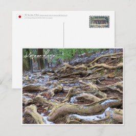 Kurama-dera (Kinone-michi tree roots road) ポストカード Briefkaart