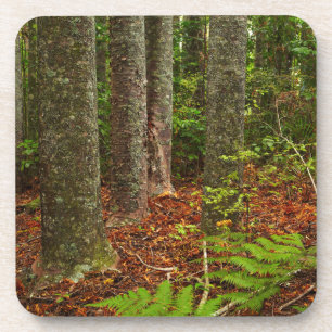 Kuri-bomen Nieuw-Zeeland Bier Onderzetter
